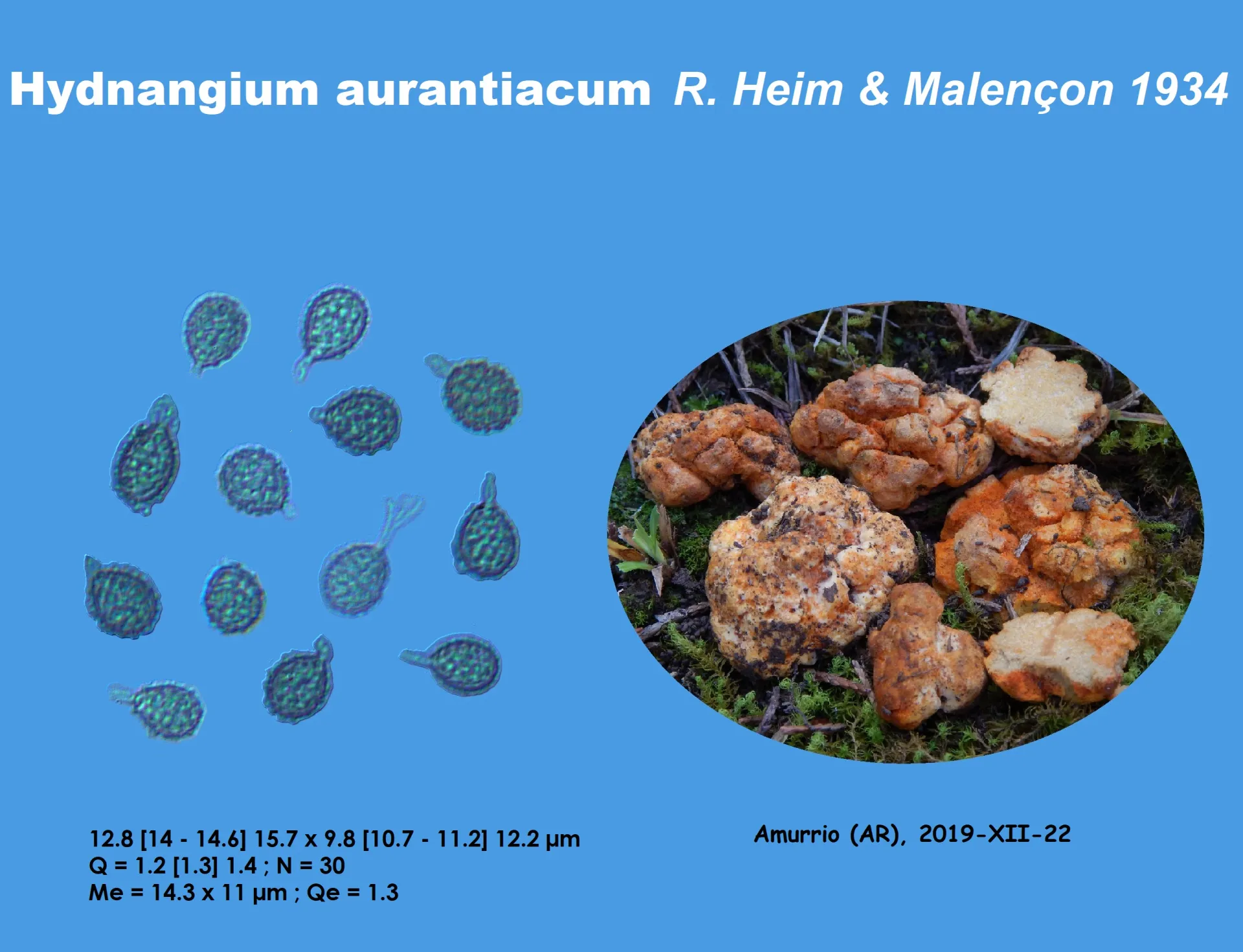 Microscopía de Hydnangium aurantiacum
